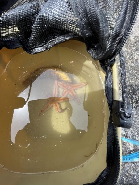 花見カレイ失敗。ポカポカの日