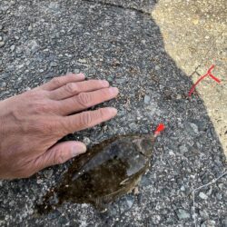 花見カレイ前線2輪咲