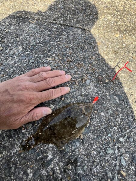 花見カレイ前線2輪咲