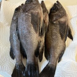 フロートメバル