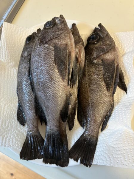 フロートメバル