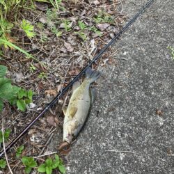 桂川スモールマウス