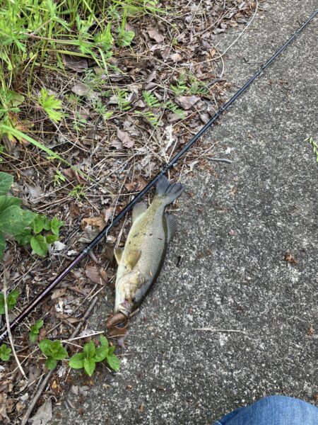 桂川スモールマウス