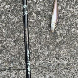 今年初のキス釣り