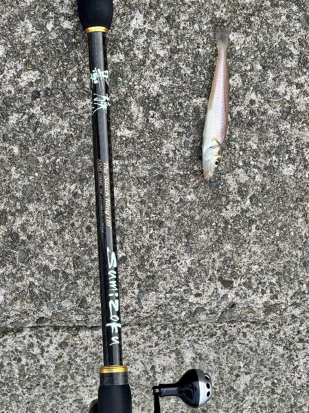 今年初のキス釣り