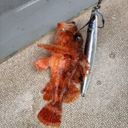 丹後沖ジギング船で春ブリ