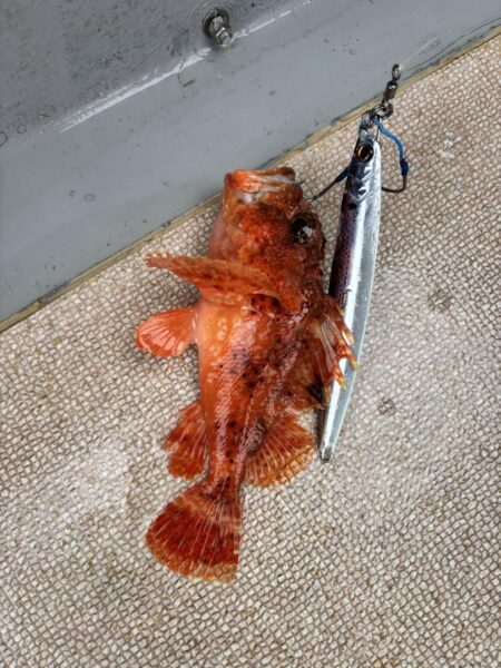 丹後沖ジギング船で春ブリ