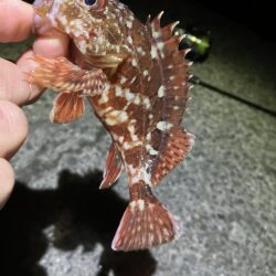 初めての釣り方を試しで…