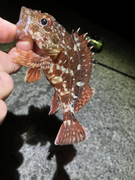 初めての釣り方を試しで…