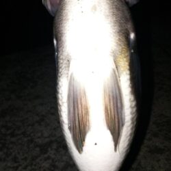 ボトムテクトロ