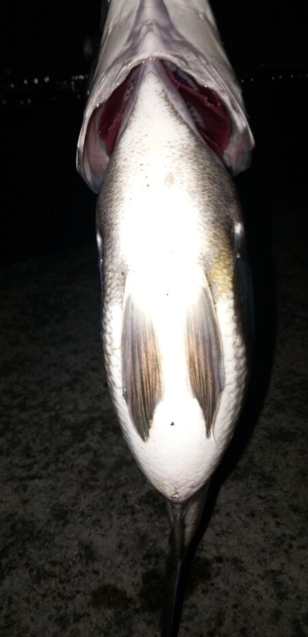 ボトムテクトロ