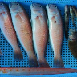 泉州丸　釣果