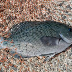 激闘！爆風小浦一文字！！