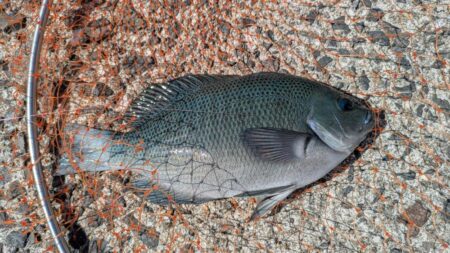 激闘！爆風小浦一文字！！