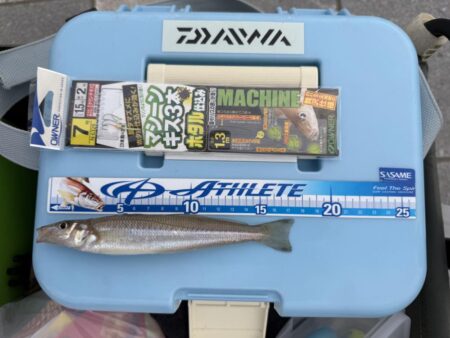 初シーズン、キス釣り🎣