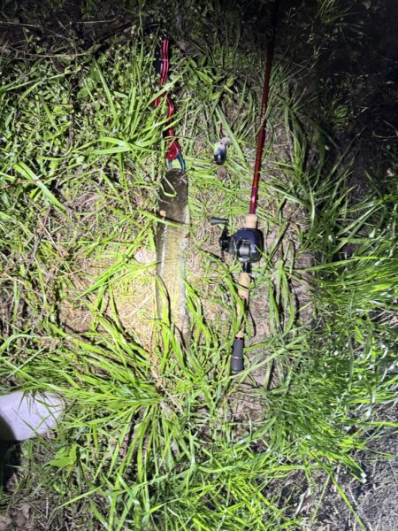 夜のナマズ釣り