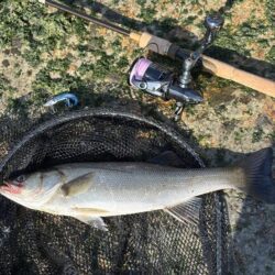 シーバスシーバスシーバスシーバス