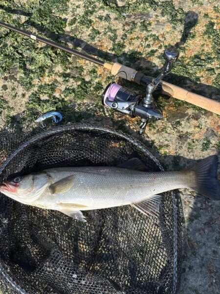 シーバスシーバスシーバスシーバス