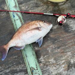チヌ釣り