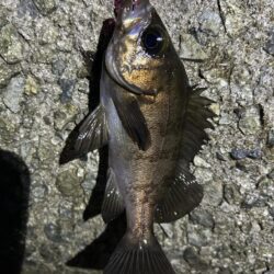 2026.No.8 ライトゲーム