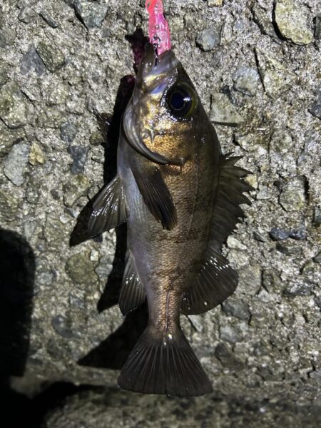 2026.No.8 ライトゲーム