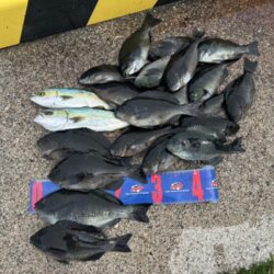 魚津港フカセグレ、ツバス