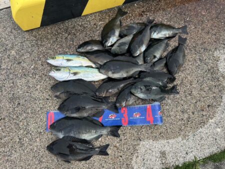 魚津港フカセグレ、ツバス