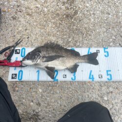 チヌフカセ。乗っ込み真っ只中！