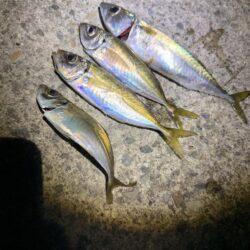 初めての春アジング