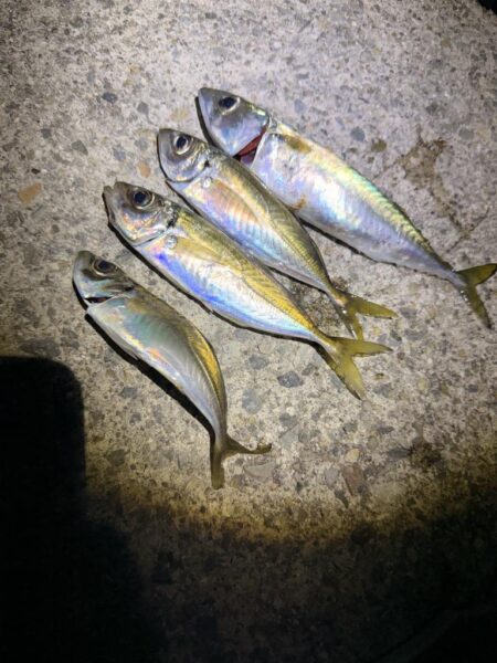 初めての春アジング