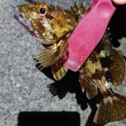 ようやく今年初メバリング