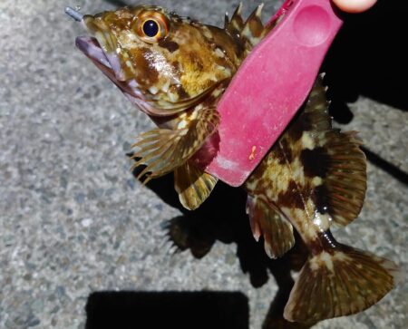 ようやく今年初メバリング