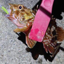 西二見で、メバルゲット