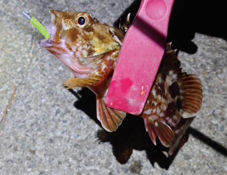 西二見で、メバルゲット