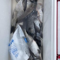 乗っ込みマダイ