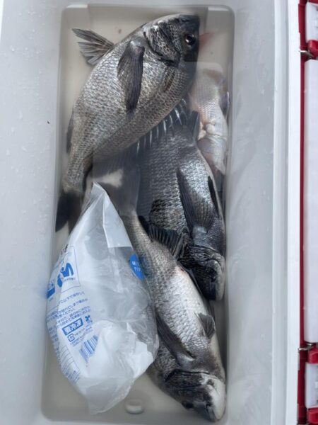 乗っ込みマダイ