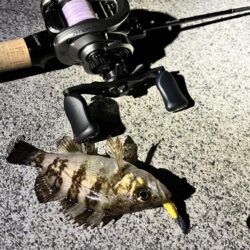 3年ぶりくらいに釣りをしました