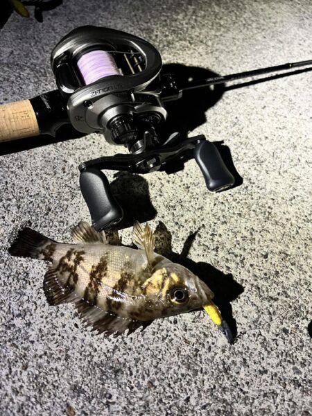 3年ぶりくらいに釣りをしました