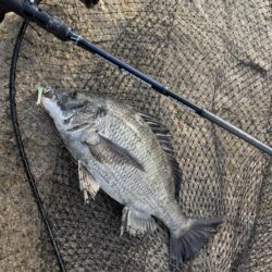 シーバスとチヌ春の釣り