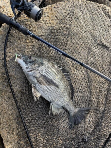 シーバスとチヌ春の釣り