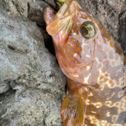 ロックショアゲーム