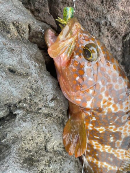 ロックショアゲーム