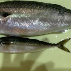 湾奥の大サバ来てます