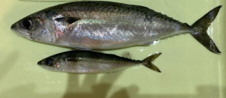 湾奥の大サバ来てます