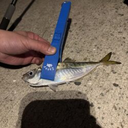 アジを求めて。