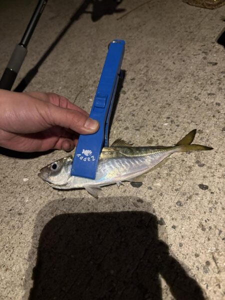 アジを求めて。