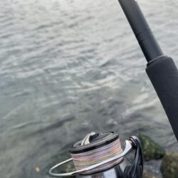 朝マヅメシーバス