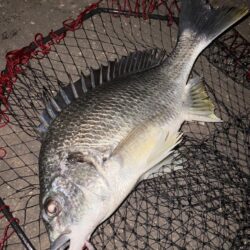 ヘチって来ました