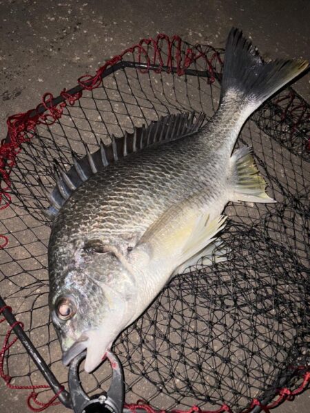 ヘチって来ました