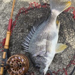 ヘチって来ました